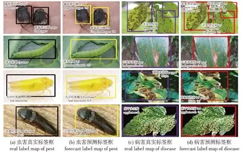 害虫检测