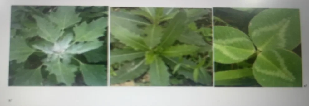 阔叶杂草识别
